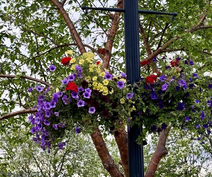 Page 2 June 8: Who Takes Care of Flowers in Downtown Palmer?