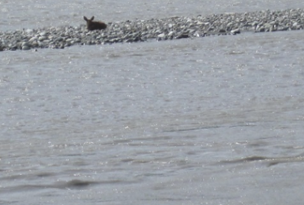 Page 2 June 22: Moose Calf Stranded at Matanuska River