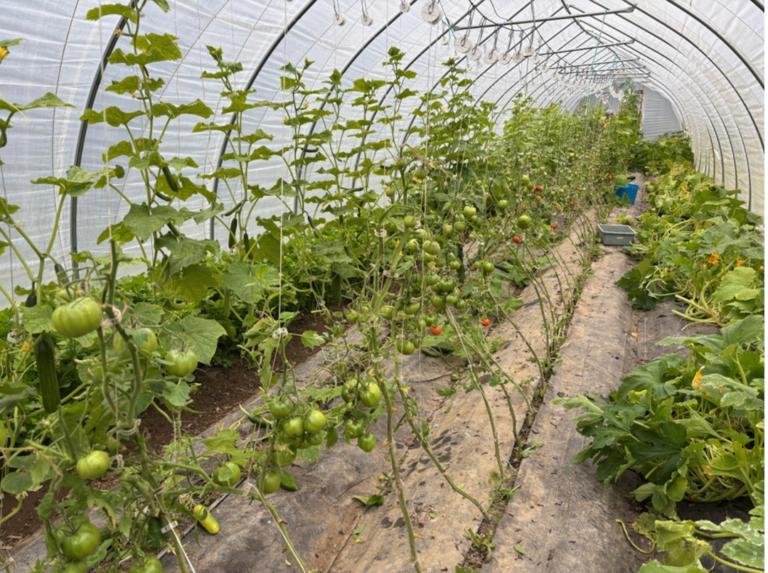 Page 2 Tues. Sept. 1: Early frost, early tomato harvest